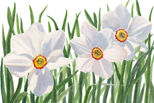 Original watercolor painting of white daffodils with yellow and red ruffly coronas in full spring bloom, painted in transparent watercolor at Coastal Maine Botanical Gardens, Boothbay, by Beth Whitney.