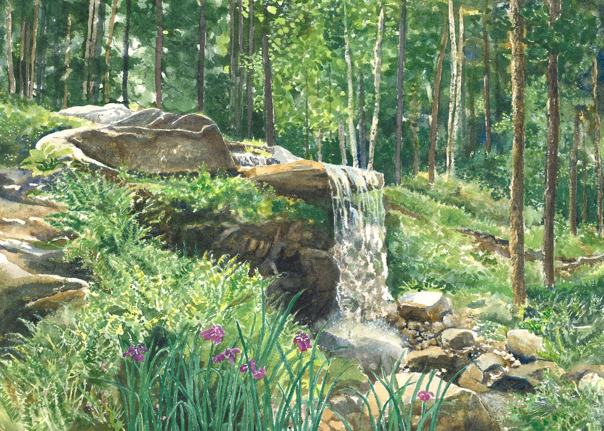 Original watercolor painting of a woodland waterfall at Coastal Maine Botanical Gardens, Boothbay, Maine, with purple irises among the rocks and ferns on a lush wooded hillside, by Beth Whitney.