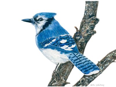 Watercolor painting of a blue jay on a branch with a white background