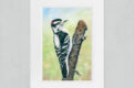 Downy woodpecker watercolor painting