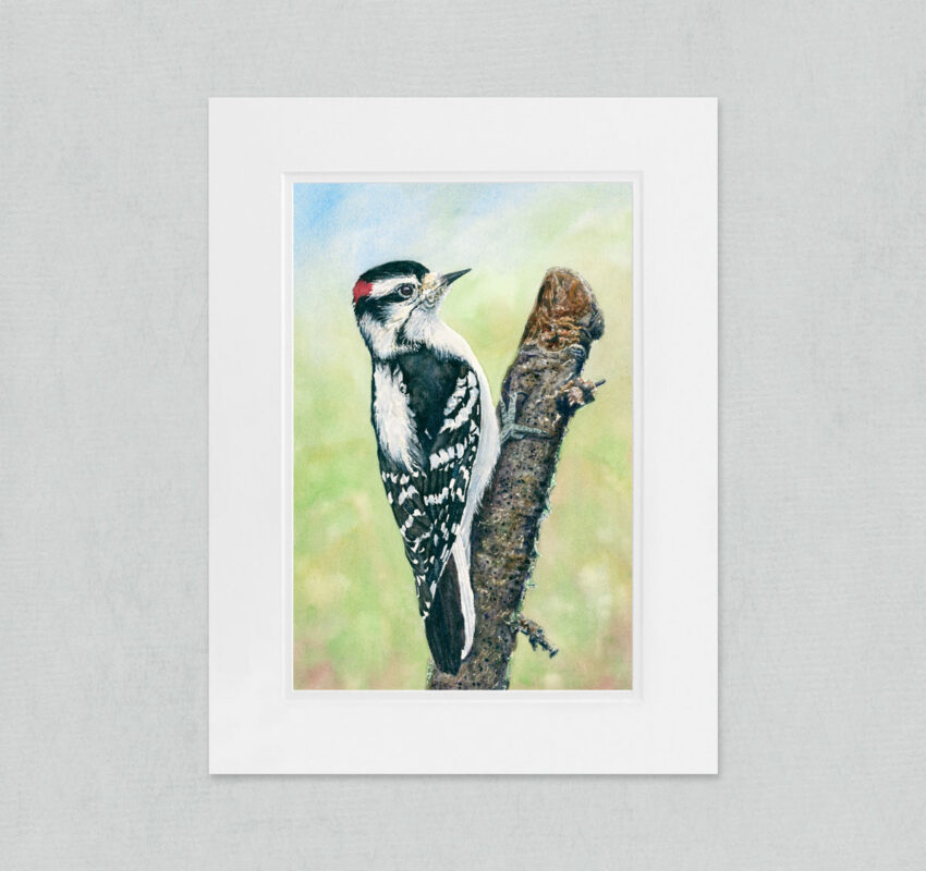 Downy woodpecker watercolor painting
