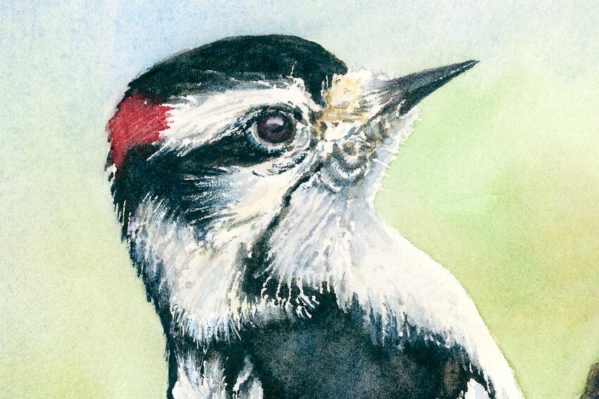 Detail of downy woodpecker watercolor painting