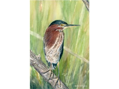 Watercolor painting of a green heron bird on a log in the grass.