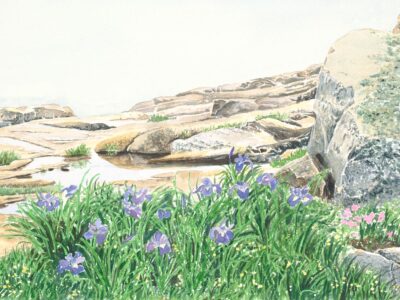 Watercolor of rocky shoreline with purple irises in fog.