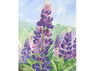 Watercolor painting of lupine with a sky background.
