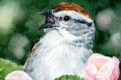 chipping sparrow singing