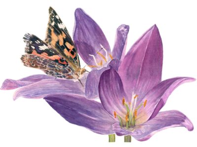 Purple crocus flowers with orange and black painted lady butterfly
