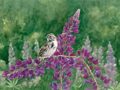 Song sparrow on a bent lupine branch with green background