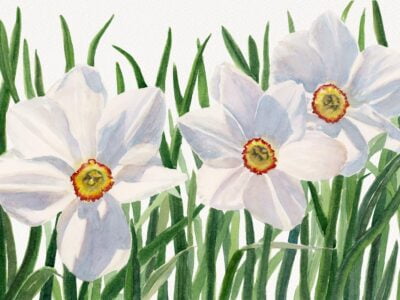 White daffodils with yellow and red centers against green leaves.