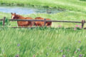 2 horses in a pasture with pond and wildflowers