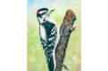 Downy-Woodpecker-painting-by-Beth-Whitney-4-3