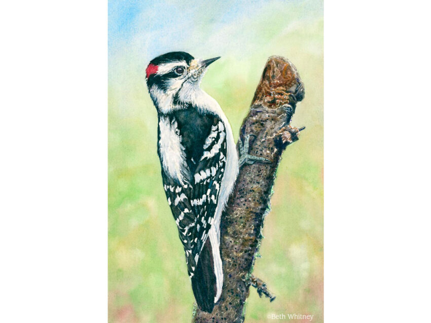 Downy-Woodpecker-painting-by-Beth-Whitney-4-3