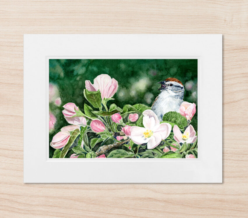 Painting of a chipping sparrow singing on an apple blossom branch.