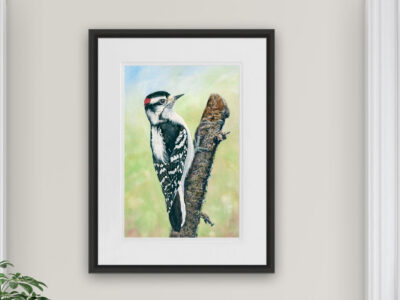 downy woodpecker watercolor