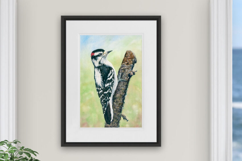 downy woodpecker watercolor