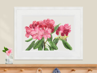 pink rhododendron painting over a coatrack